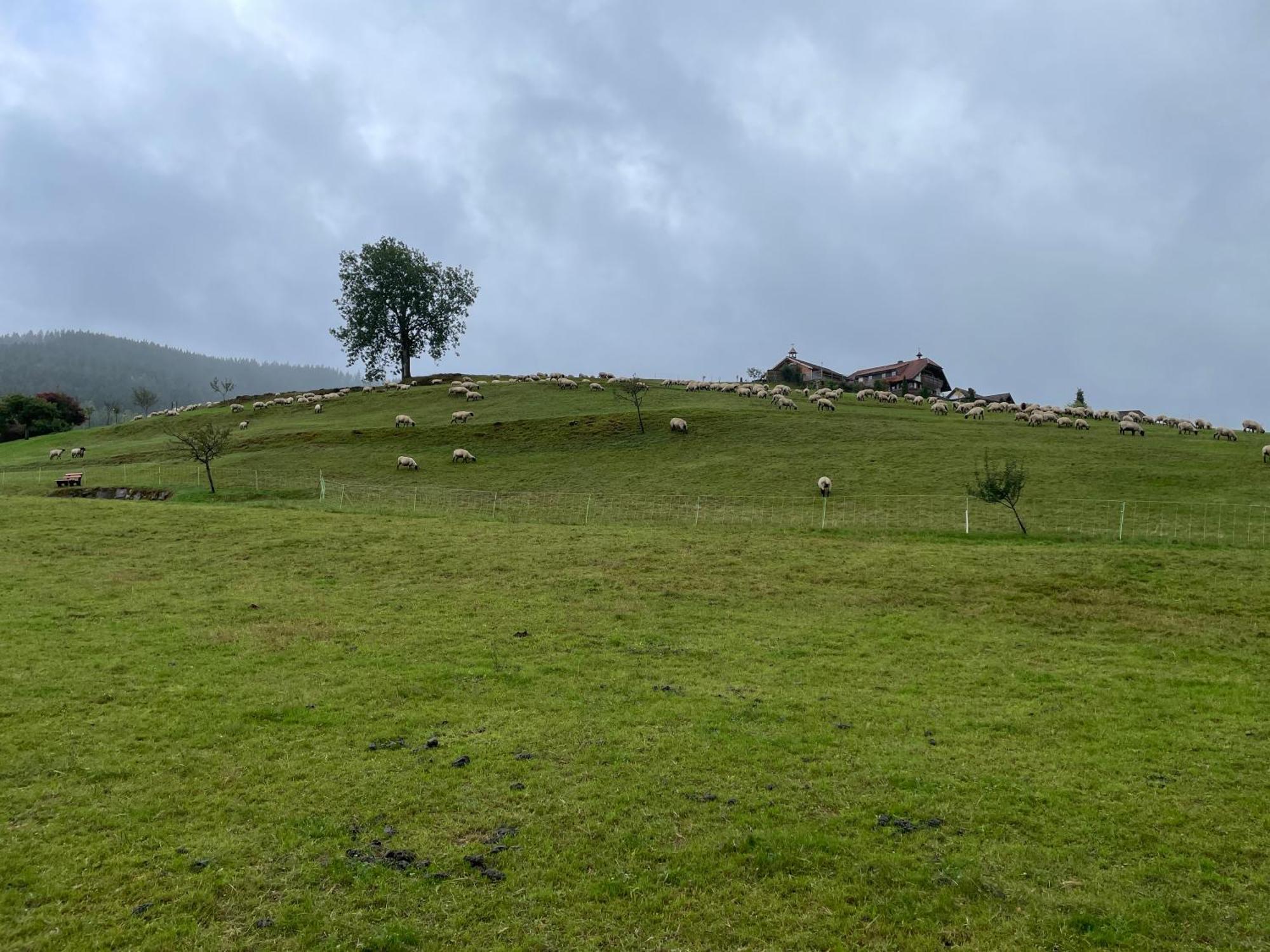 Am Baumgarten Baiersbronn Exterior foto